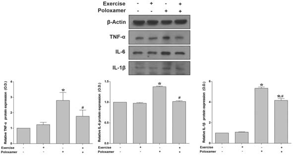 트레드밀 운동이 해마 염증성 사이토카인에 미치는 영향. *represents P < 0.05 compared to non-exercise group. #represents P < 0.05 compared to the poloxamer group