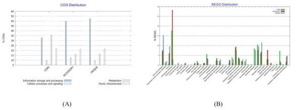 Streptococcus constellatus 균주들의 유전체 핵산염기서열들의 BPGA 프로그램을 이용한 Cluster of Orthologous Groups of proteins (A) 및 KEGG distribution (B) 분석 결과