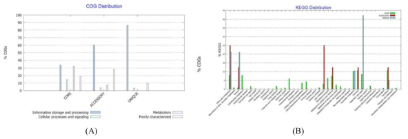 Dialister pneumosintes 균주들의 유전체 핵산염기서열들의 BPGA 프로그램을 이용한 Cluster of Orthologous Groups of proteins (A) 및 KEGG distribution (B) 분석 결과