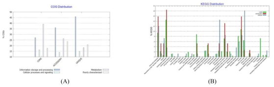 Prevotella melaninogenica 균주들의 유전체 핵산염기서열들의 BPGA 프로그램을 이용한 Cluster of Orthologous Groups of proteins (A) 및 KEGG distribution (B) 분석 결과