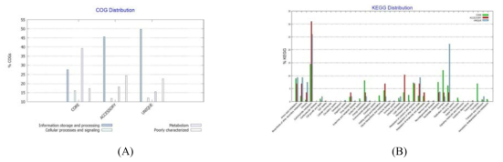 Prevotella oris 균주들의 유전체 핵산염기서열들의 BPGA 프로그램을 이용한 Cluster of Orthologous Groups of proteins (A) 및 KEGG distribution (B) 분석 결과