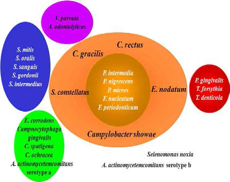 치주질환 병원성의 세균을 병원성 크기에 따라 Red, Orange, Yellow complex로 나눔[Socransky et al., J Clin Periodontol. 1998]