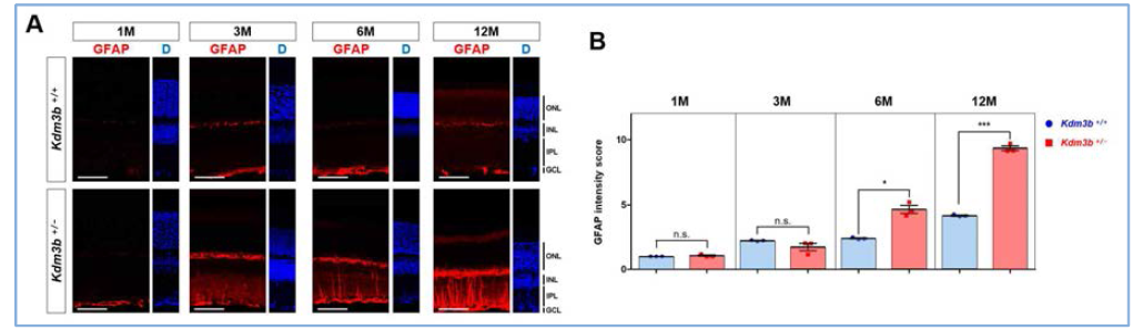 Kdm3b KO 생쥐 망막에서 Muller glia 세포 수 증가 (A) 면역조직화학법을 이용하여 Kdm3b KO 생쥐 망막에서 월령별로 Muller glia 세포 수를 확인함. (B) Muller glia 세포를 표지하는 GFAP의 발현량을 통해 고령화가 진행될수 록 Muller glia가 더욱 활성화됨을 알 수 있음