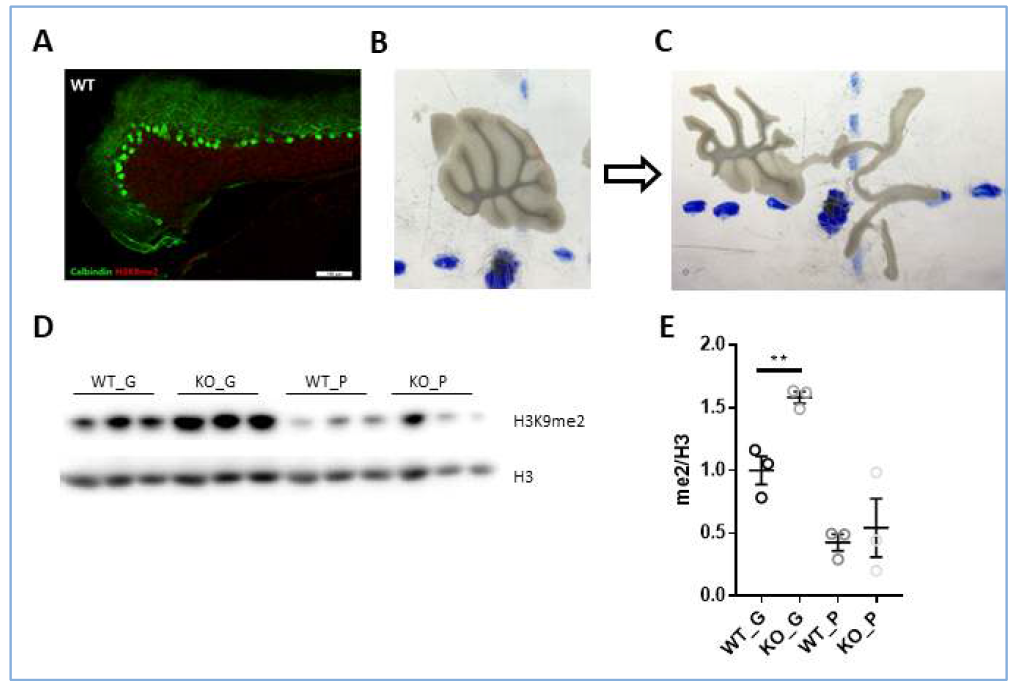 뇌 영역내 층에 따른 분자적 특성차이 확인 실험 (A-C) 뇌 조직 (D) Western blot 결과와 (E) 정량 값