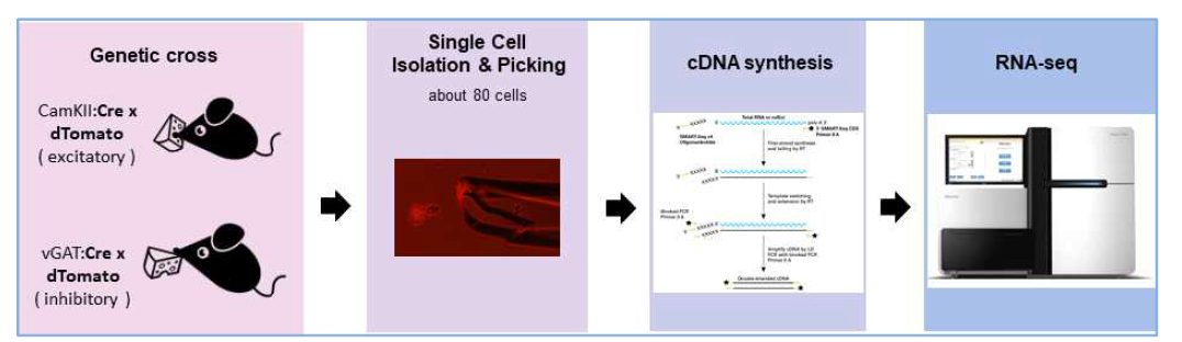 단일세포 분리 및 RNA-seq 순서도