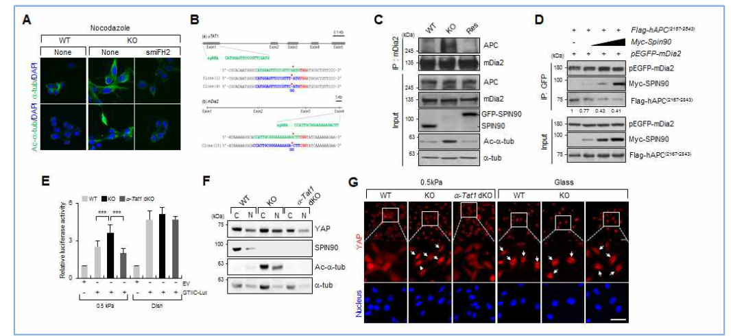SPIN90 발현 결손에 따른 미세소관 아세틸화 조절 기작 연구 및 암관련 섬유아세포 분화 관련성 연구