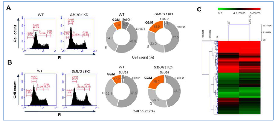 Smug1 KO 세포주에서 세포주기 및 전사체 구축 (A, B) Smug1의 knock-down, KO 세포주를 이용한 세포 주기 분석. (C) Smug1 KO 세포주의 RNA-seq 방법을 이용한 전사체 분석 수행