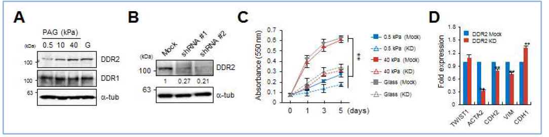 DDR2발현변화의 따른 폐암세포의 특징변화