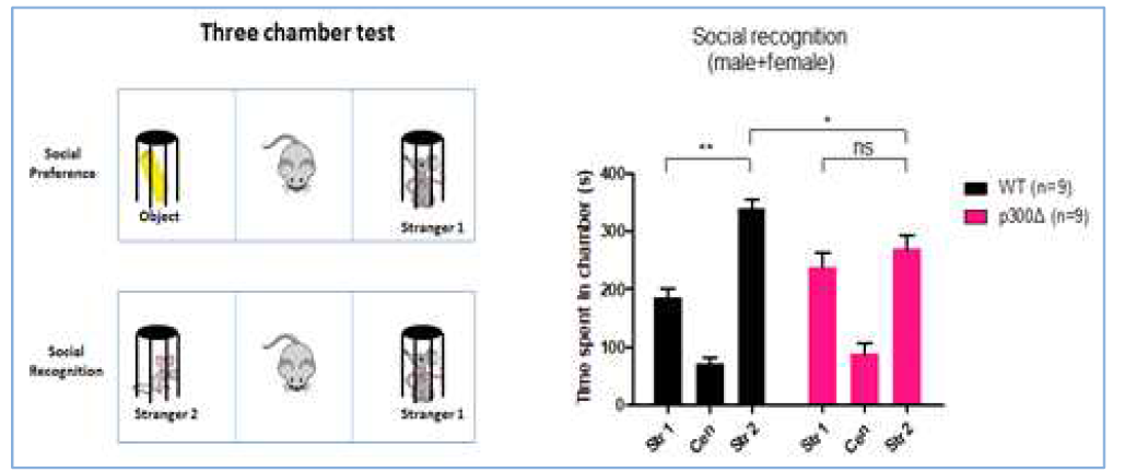Three chamber test를 이용한 생쥐의 사회성 및 사회인식 능력 판별