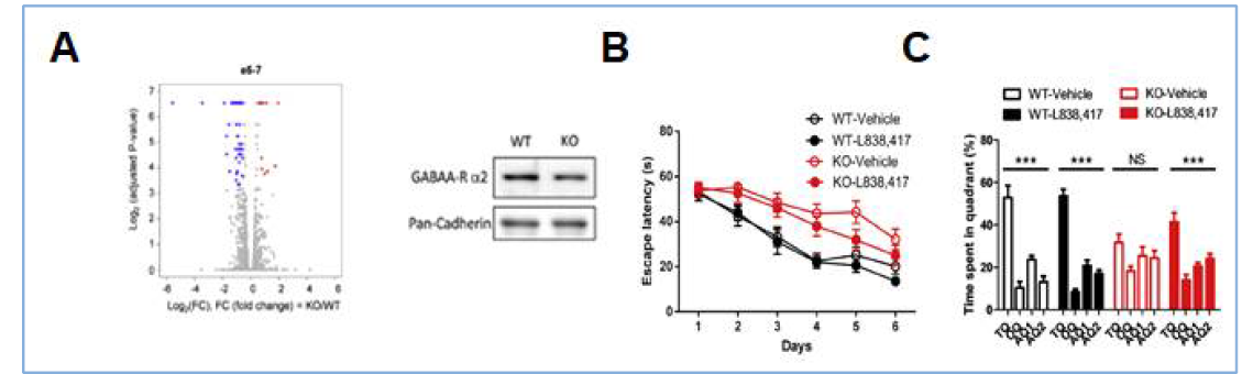 Shank KO 생쥐의 RNA-seq 분석을 통한 GABAa의 감소 및 학습장애 유발