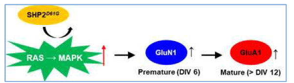 돌연변이 SHP2의 발달단계 별 역할 변화