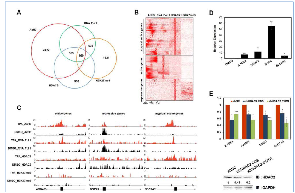 혈액암 세포 HL-60 분화 시 epigenetic code의 변화 특이성을 확인하고 HDAC2가 특이적 활성 유전자 그룹의 발현에 미치는 영향 측정
