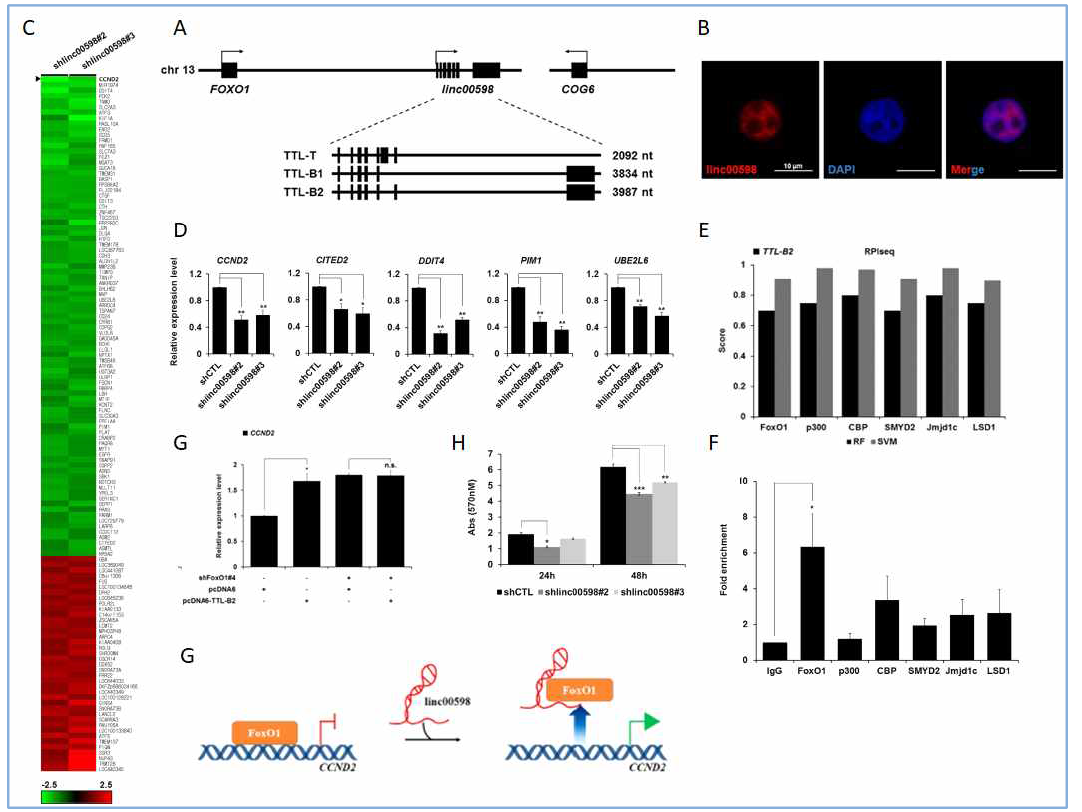 linc00598가 FOXO1을 통해 CCND2의 전사를 조절하고, 세포증식을 조절함