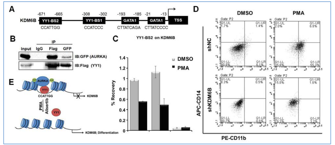 AURKA가 YY1단백질과의 상호작용의 통해 KDM6B의 전사를 통하여 백혈병 세포분화를 조절함