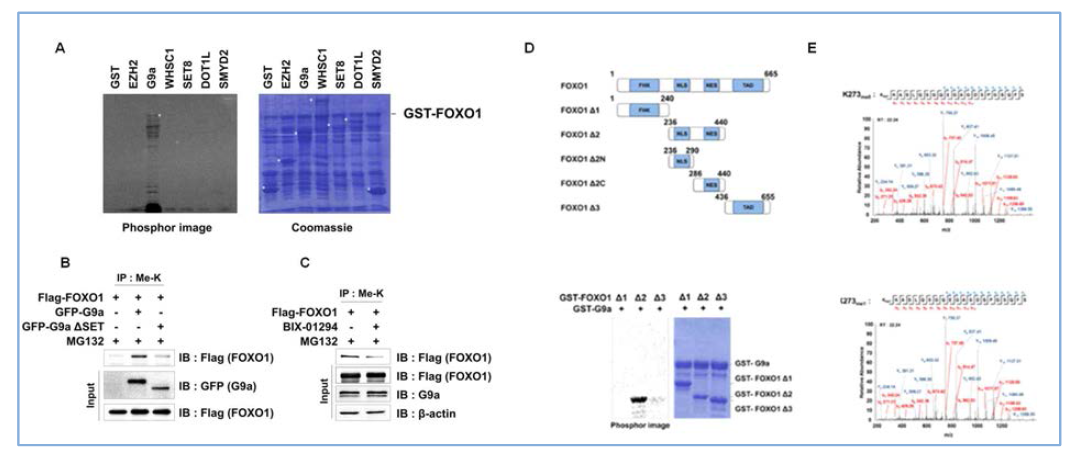 G9a가 암억제 유전자 FOXO1의 K.273에 메칠화 효소임을 밝힘