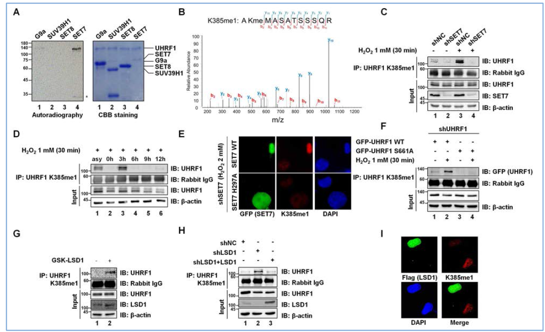 SET7과 LSD1에 의해 DNA 손상 수복과정에서 UHRF1의 메칠화가 조절됨