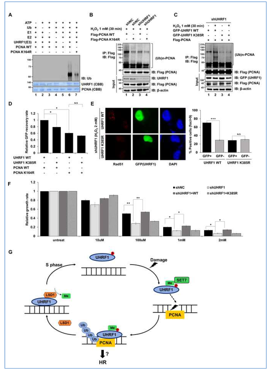 UHRF1의 메칠화가 PCNA 다중유비퀴틴화를 통해 세포증식에 관여함