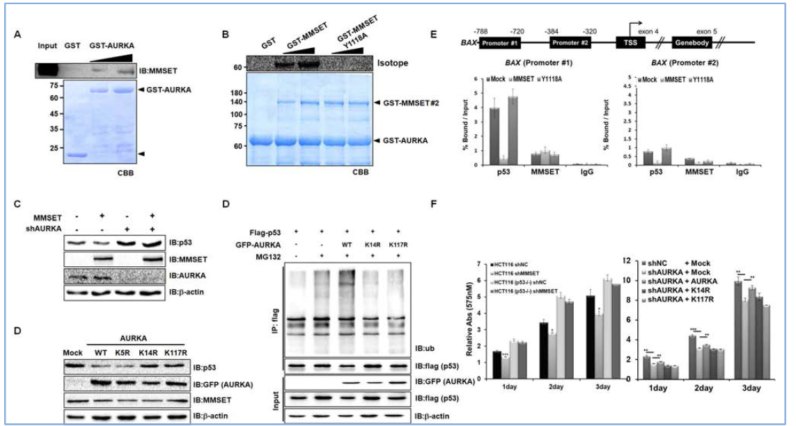 MMSET에 의한 AURKA메칠화가 p53단백질 안정성을 저해하고, 세포증식을 증가시킴