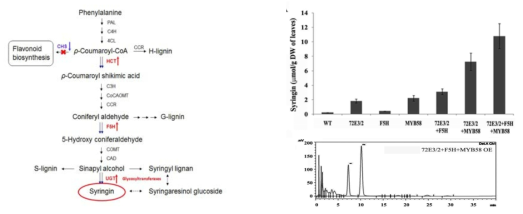 페닐프로파노이드 합성 경로 및 유전자 조합의 과발현에 따른 시린진 생성량 정량분석