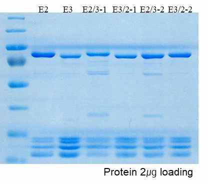 재조합 UGT72E 단백질들의 SDS-PAGE 분석
