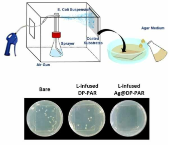 공기중의 박테리아에 대한 에어본 안티바이오파울링 테스트 모식도(위) 및 박테리아 분사 후 기판에 따른 박테리아 흡착 사진 (유리(왼쪽), 일반윤활액담지표면(가운데), 은나노입자를 함유한 윤활액담지 복합표면(오른쪽))