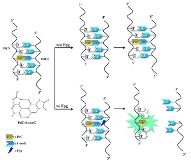 형광염기유사체(pyrrolo-dC; PdC)를 이용한 base excision repair 효소 (Fpg) 활성 분석 모식도. 8-oxoguanine (8-oxoG)