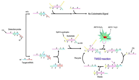 TMSD 기술을 이용한 발색신호 기반 miRNA 검출 모식도