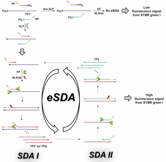 eSDA 기술을 이용한 ALP 효소 활성 분석 모식도