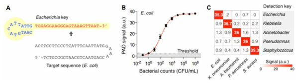 PAD 시스템 검증. (A) E. coli 핵산의 검출을 위한 Detection key (Escherichia key). (B) 검출한계. CFU, colony forming unit. (C) 특이도