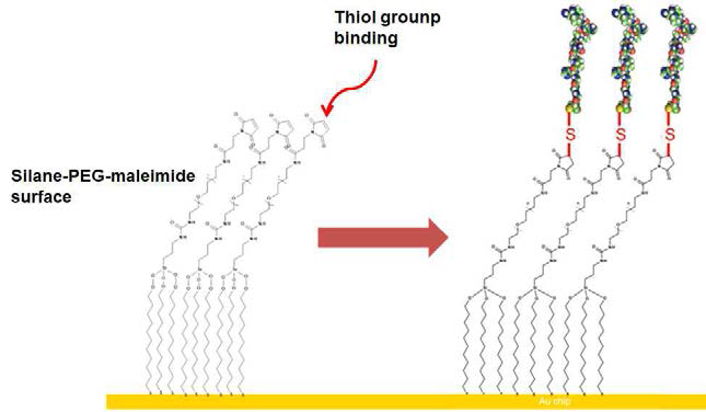 Silane-PEG-maleimide가 고정된 칩에 thiol group을 포함한 펩타이드를 흘려주어 gold 표면에 리셉터를 도입