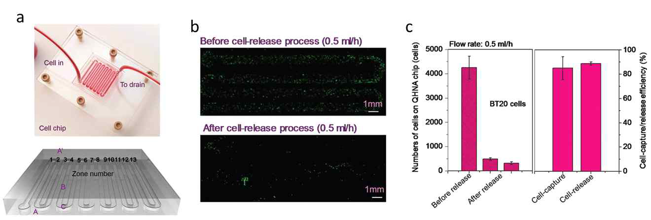(a) STR-functionalized QNHA 세포 소자의 포토이미지. (b) 방출 전, 후의 기판에 접착된 BT20 세포의 확대된 형광 이미지. (c) STR-functionalized QNHA 세포 소자의 세포 방출 성능