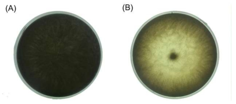 Activity of melanin decolorization by Peniophora sp. JS17. Mycelia of Peniophora sp. JS17 were cultivated on MDB agar medium containing 0.06% human hair melanin. (A) Black color zone before cultivation. (B) Clear zone after 23 day of cultivation