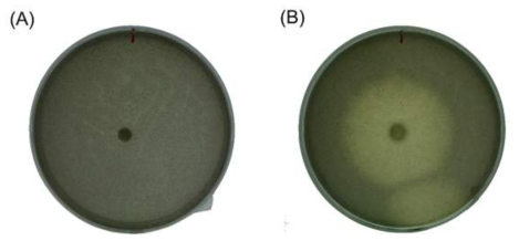 Activity of melanin decolorization by Irpex sp. JS7. Mycelia of Irpex sp. JS7 were cultivated on MDB agar medium containing 0.06% human hair melanin. (A) Black color zone before cultivation. (B) Clear zone after 15 day of cultivatio