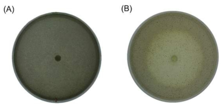 Activity of melanin decolorization by Trametes velutina JS18. Mycelia of Trametes velutina JS18 were cultivated on MDB agar medium containing 0.06% human hair melanin. (A) Black color zone before cultivation. (B) Clear zone after 15 day of cultivation