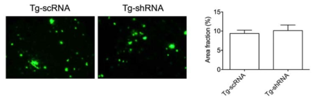 REDD1 shRNA가 5XFAD 마우스의 뇌내 베타아밀로이드 침착에 미치는 영향
