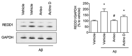 베타아밀로이드가 REDD1의 발현에 미치는 영향