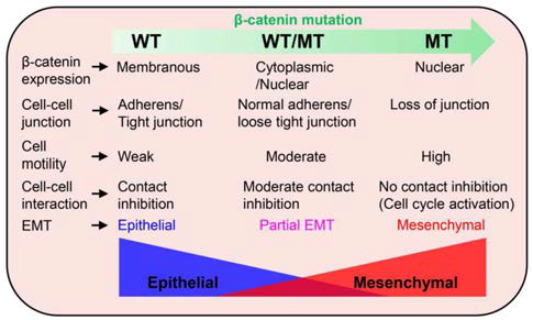 대장암에서 β-catenin 활성에 따른 세포 결합 및 이동성 변화와 EMT 진행