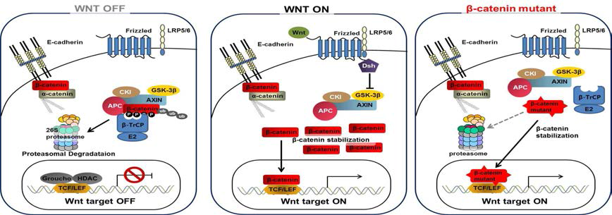 Wnt 신호전달계의 조절과 β-catenin 돌연변이에 따른 활성화