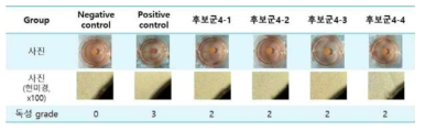 흉터소재 매트릭스 세포독성시험 결과