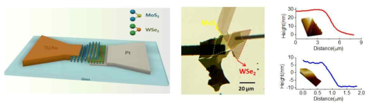 WSe2-MoS2 이종 접합 모식도, 광학이미지, AFM profile