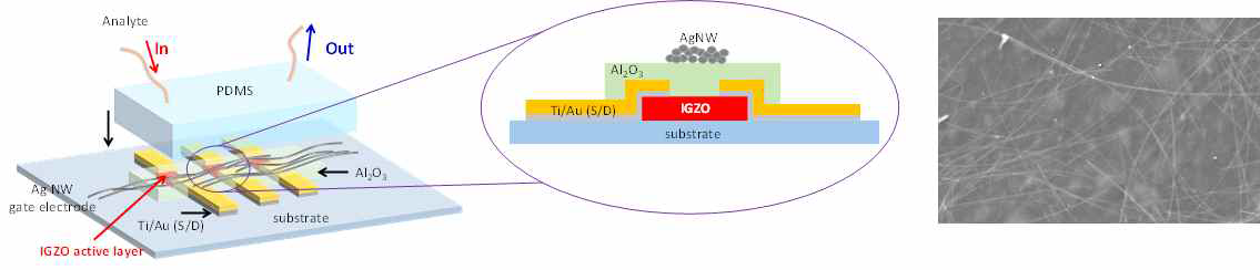 1차원 은 나노선 기능성 전극을 적용한 상부 게이트 구조의 IGZO 산화물 박막 트랜지스터 및 SEM 이미지