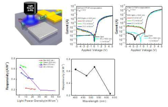 광다이오드 측정 모식도, CYTOP passivation 전후 광전류-전압 특성 곡선 (적색, 근적외선), 빛의 파징 및 파워별 responsivity