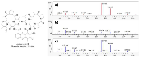 AN081153 균주 배양액 추출물에서 확인한 actinomycin D 구조 및 분자량. a) mass 15.8 min peak 의 MS/MS fragment pattern, b) 합쳐진 peaks pattern, c) 표준품 actinomycin D의 MS/MS fragment pattern peaks