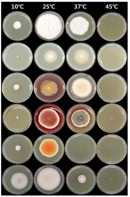 곰팡이자원 온도별 생육 정도 조사 결과