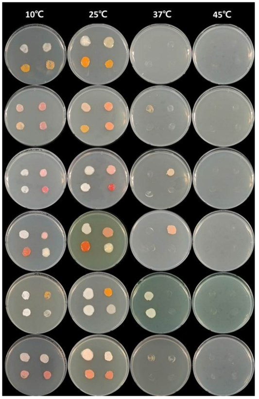 효모균주의 온도에 따른 생육테스트 결과