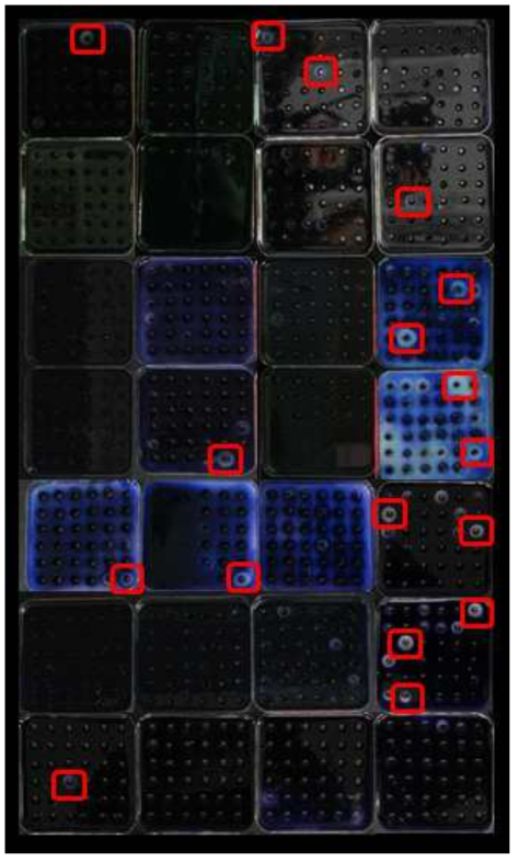 방선균 배양액의 Amylase 활성 조사 결과