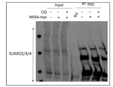 NS5A의 SUMOylation 변형 여부 확인