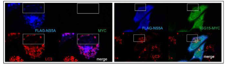 ISG15 과발현에 의한 NS5A 단백질의 자가포식소체로의 이동 패턴의 변화