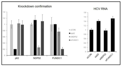p62, NDP52, FUNDC1에 의한 HCV 증식제어 확인