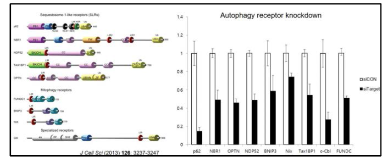 자가포식수용체의 knock down 조건 확립